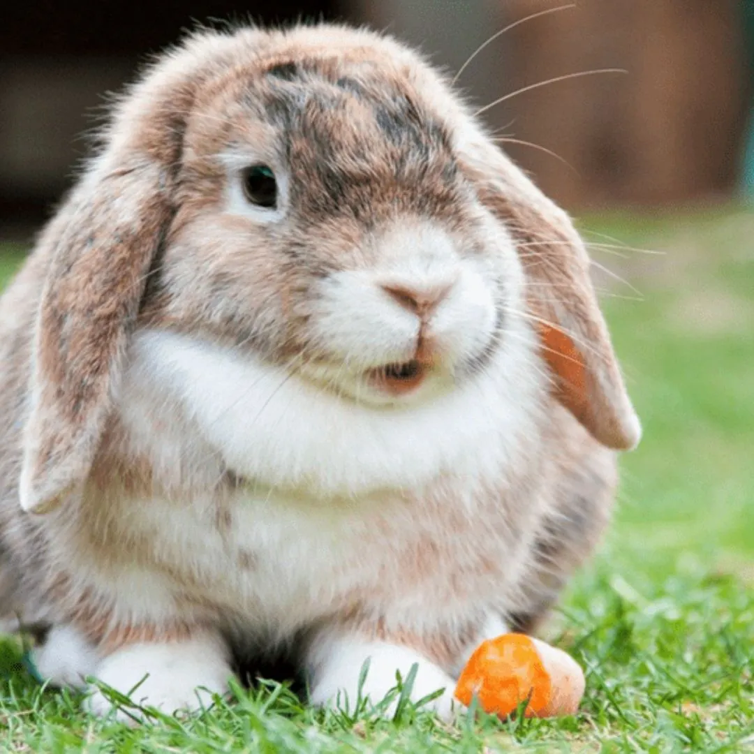Tularemia - zoonose associada a animais silvestres e vetores