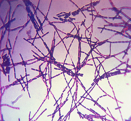 Ilustração do Bacillus anthracis