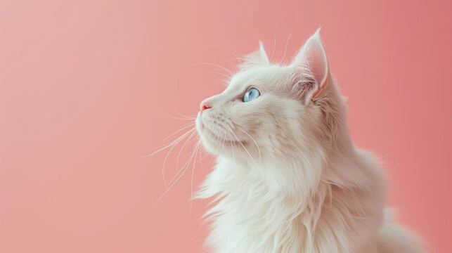 Toxoplasmose