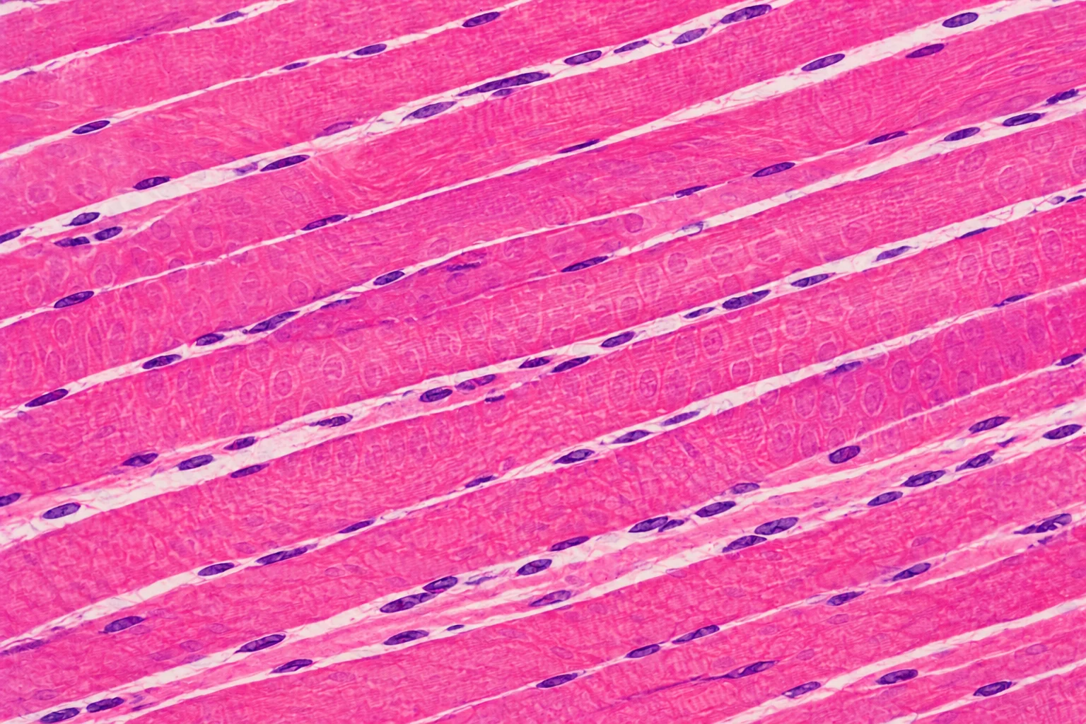 Tecido Muscular