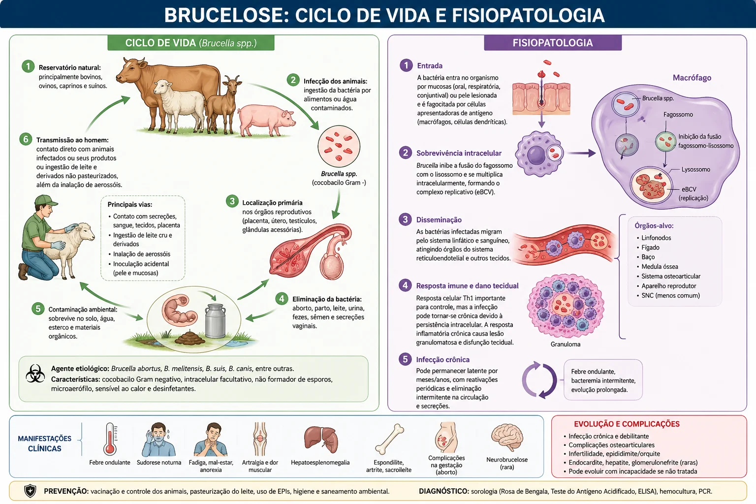 Ciclo de vida e fisiopatologia da brucelose