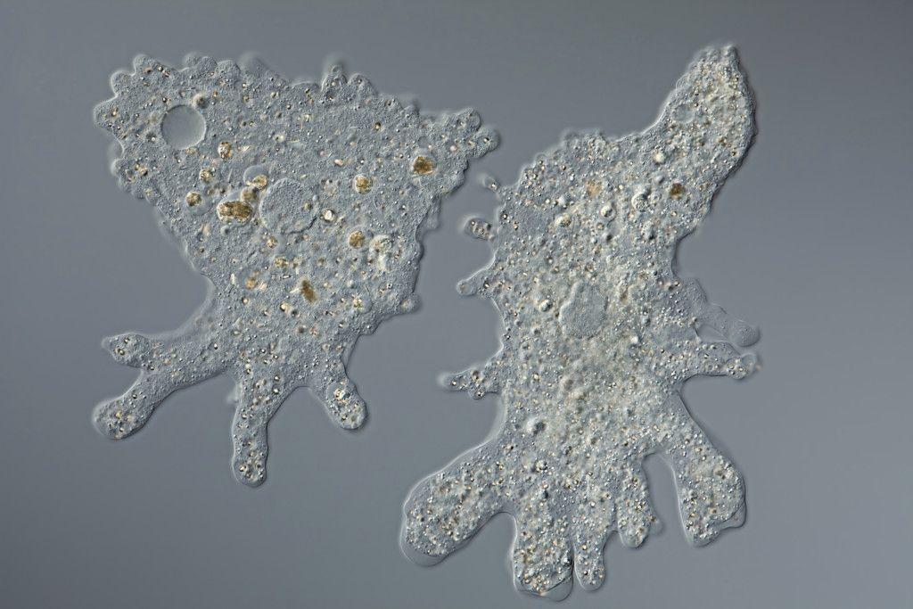 Amebíase por Entamoeba histolytica