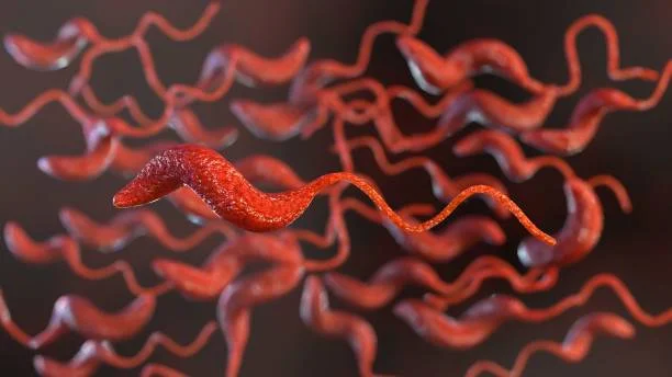 Campilobacteriose associada a alimentos contaminados