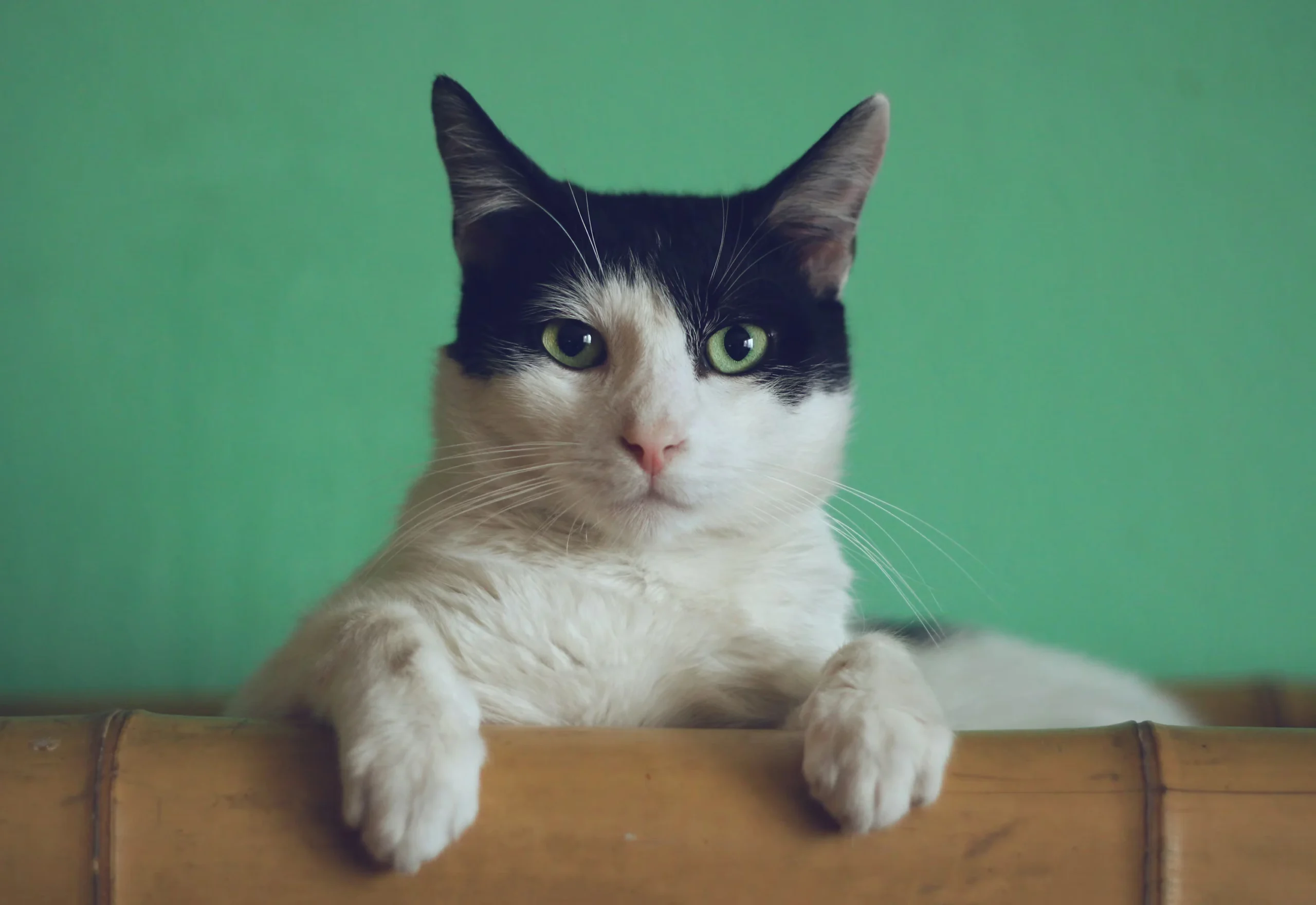 Doença da arranhadura do gato