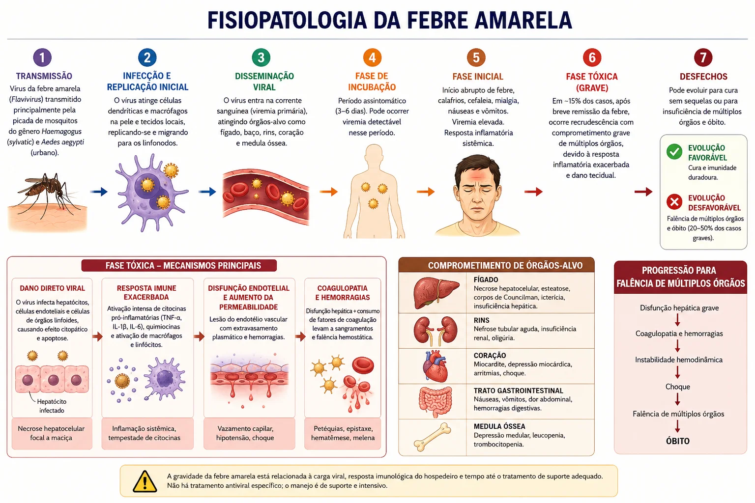 Ciclo de transmissão e fisiopatologia da febre amarela