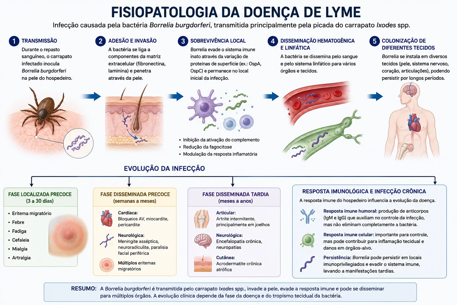 Fisiopatologia da Doença de Lyme