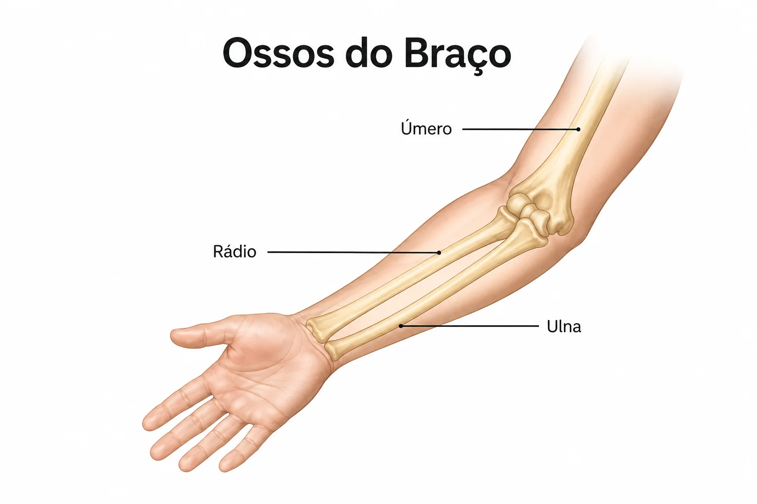 Anatomia da Fratura em Galho Verde