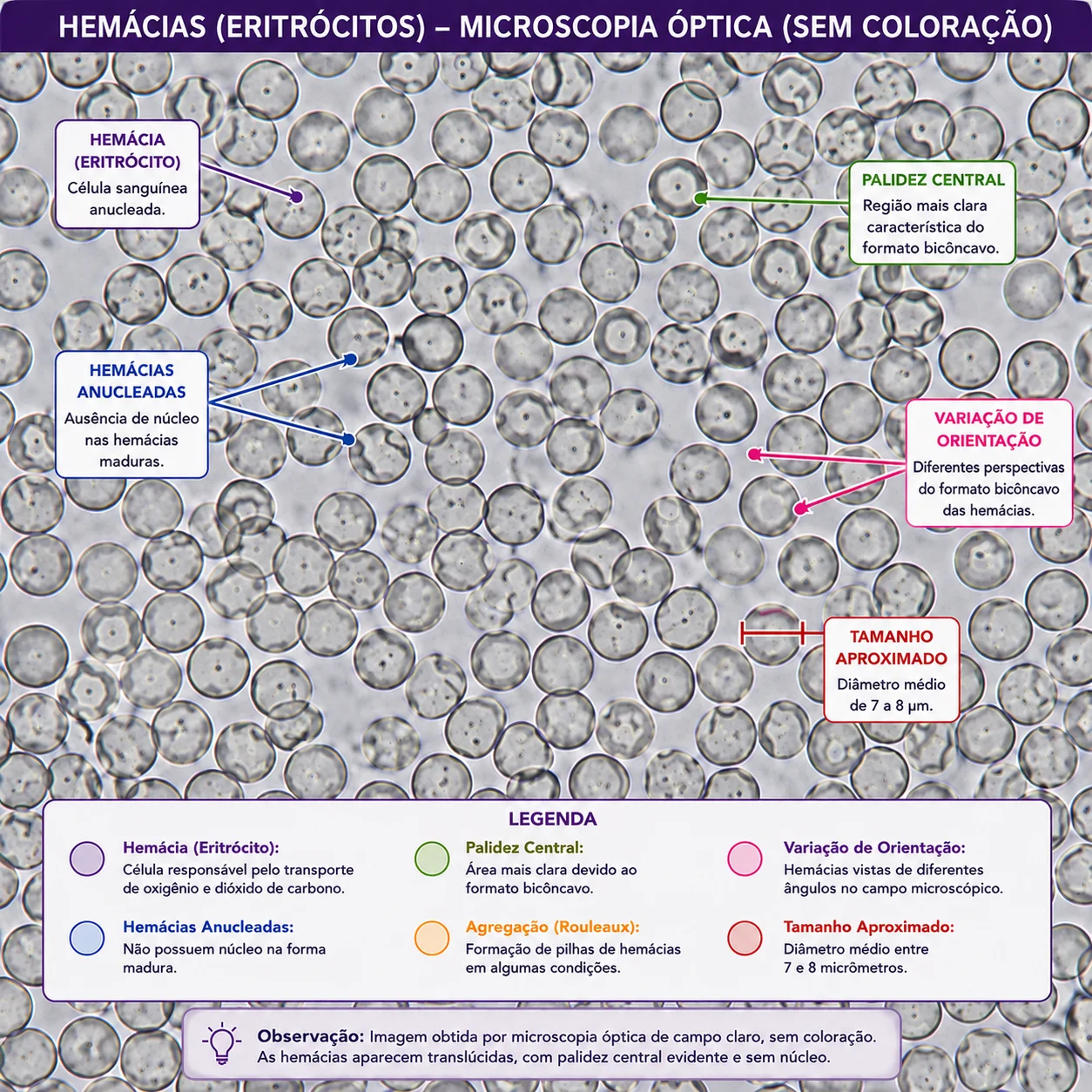 Galeria Histológica 2