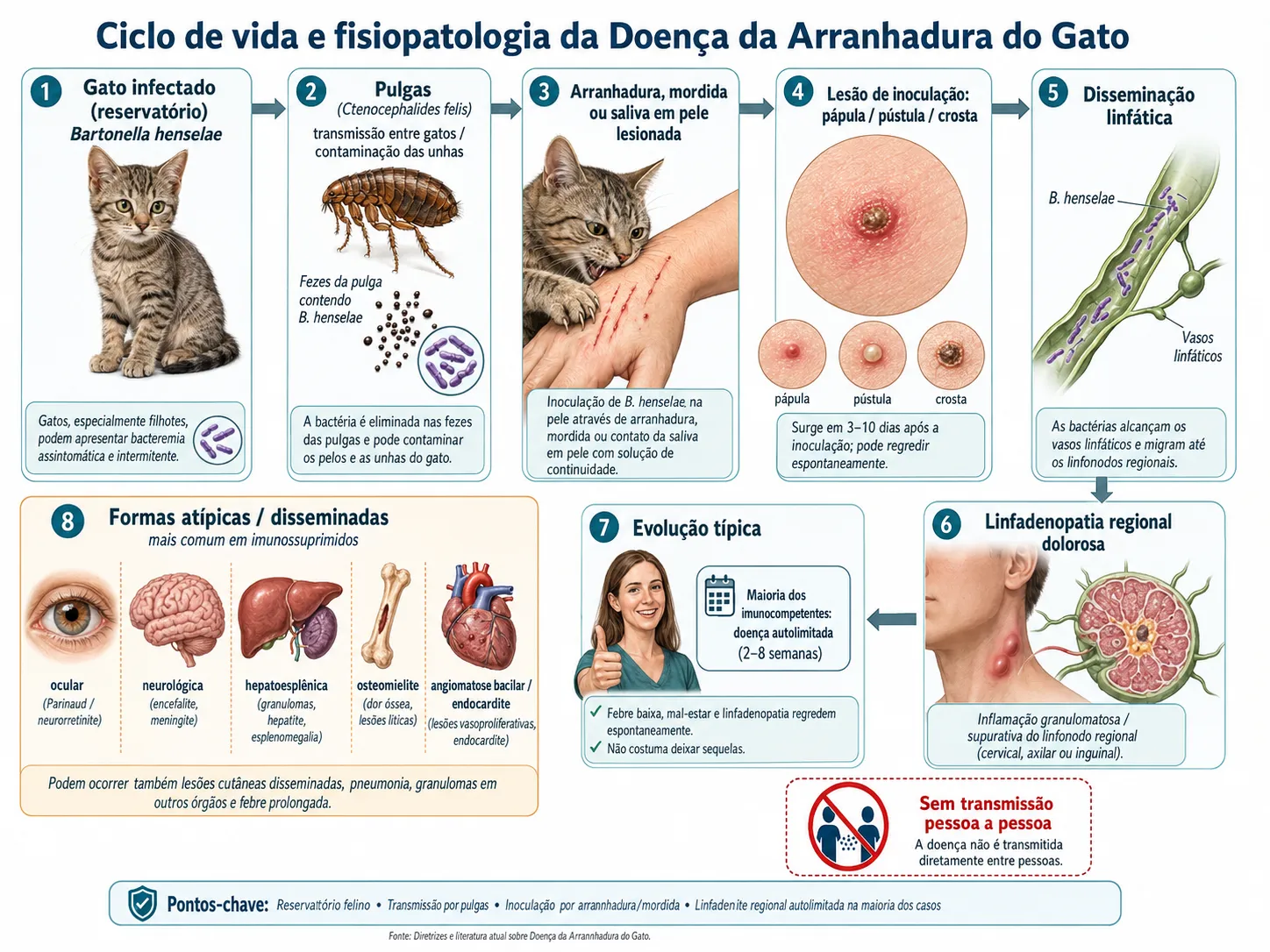 Ciclo de vida e fisiopatologia da doença da arranhadura do gato