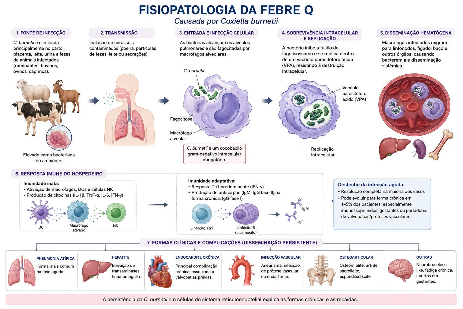 Ciclo de vida e fisiopatologia da Febre Q