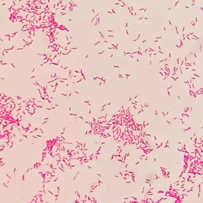 Bactéria Campylobacter