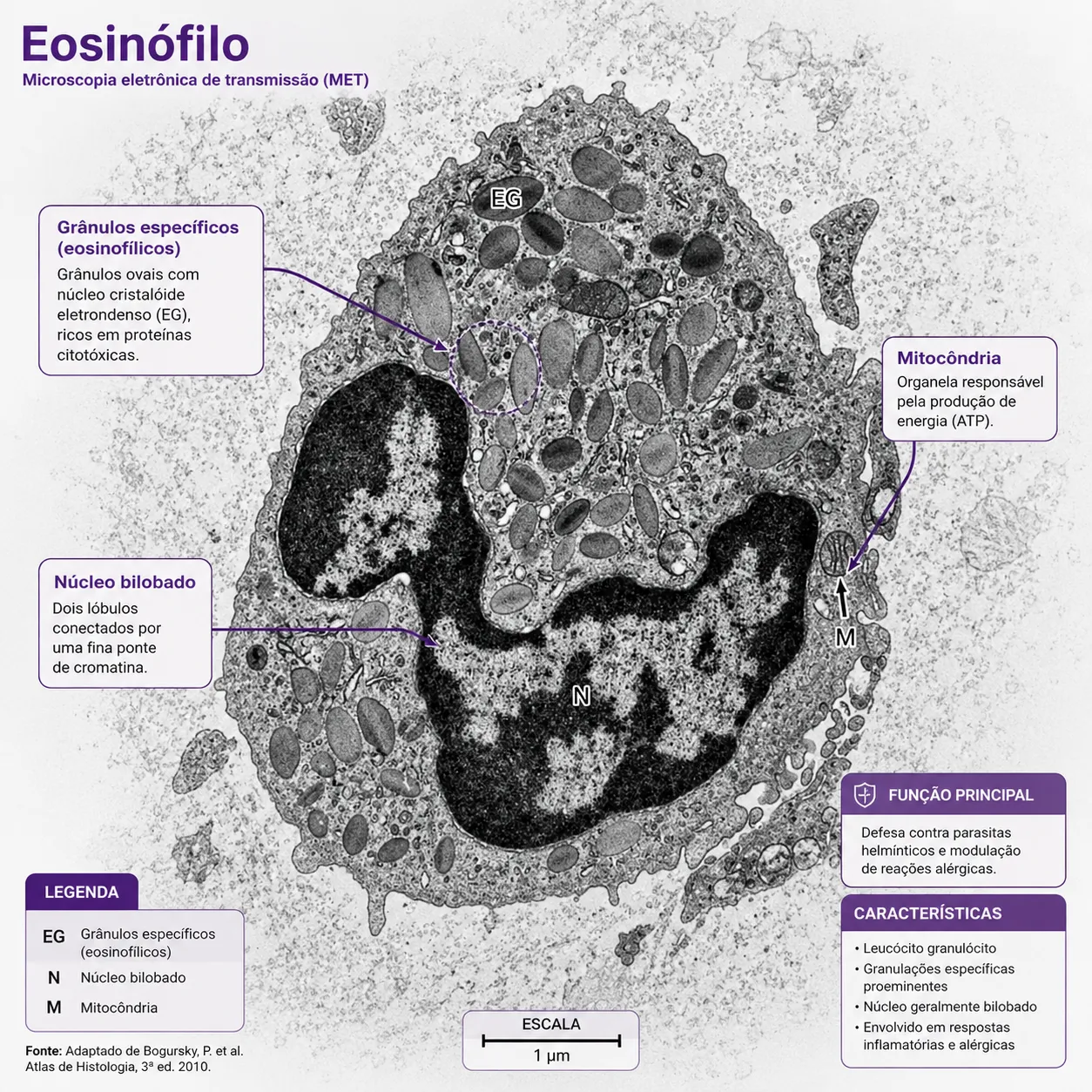 Eosinófilo em esfregaço sanguíneo — imagem 2
