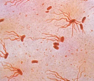 Bactéria Salmonella