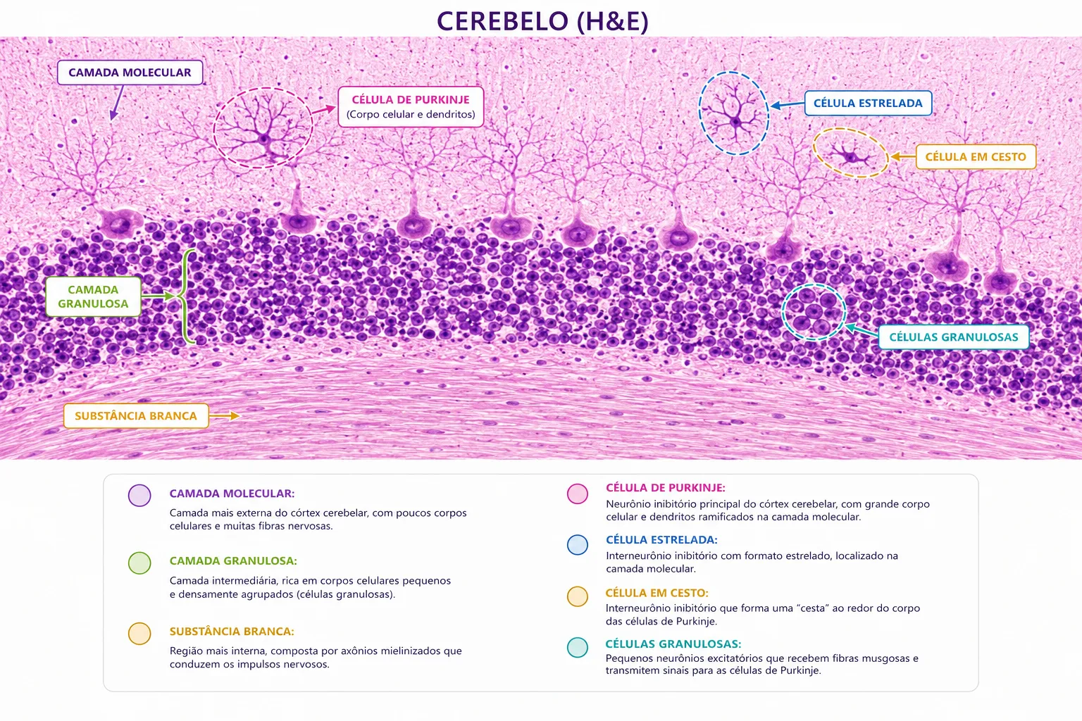 Lâmina histológica do cerebelo