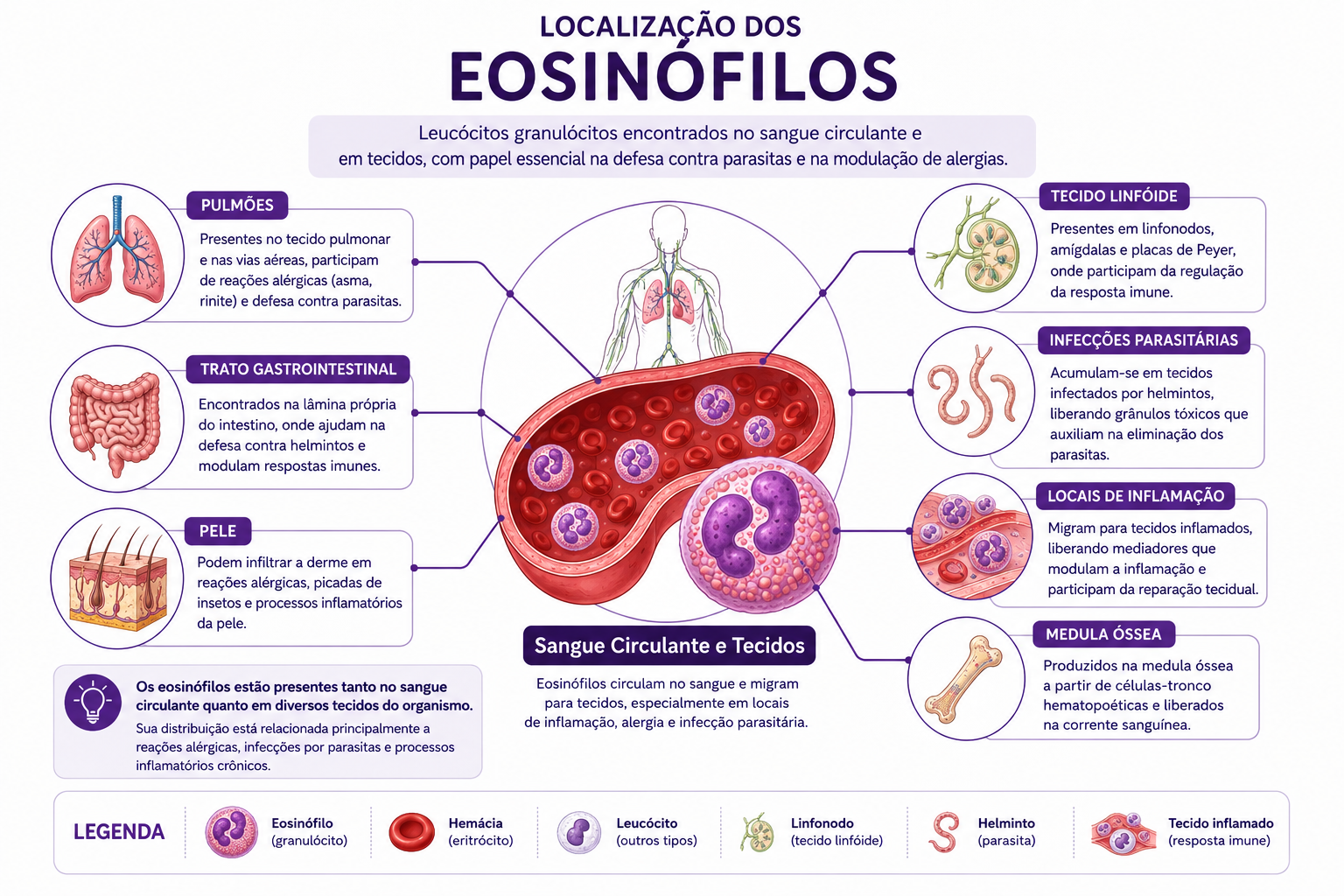 Representação e localização do eosinófilo