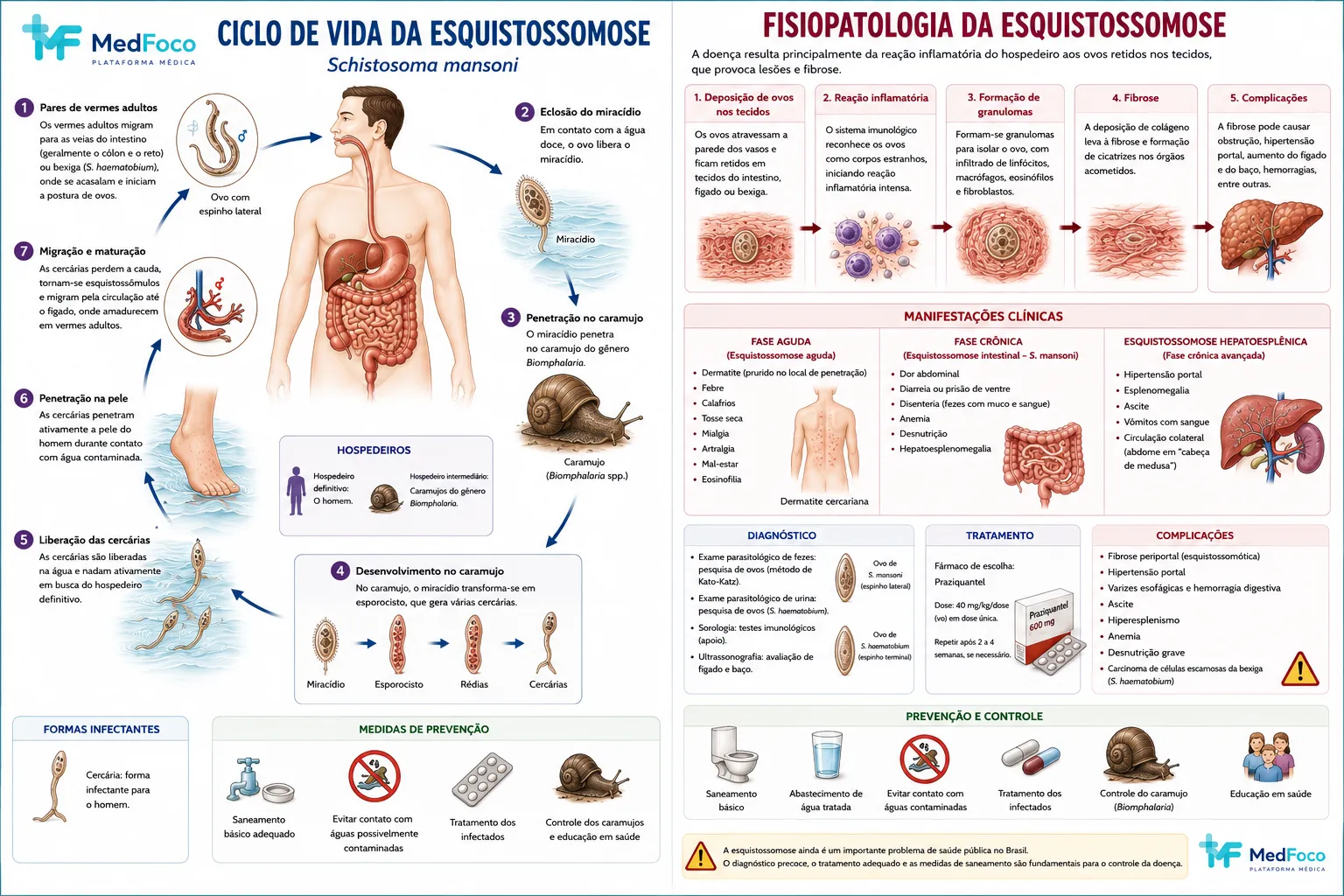Ciclo de vida e fisiopatologia da esquistossomose