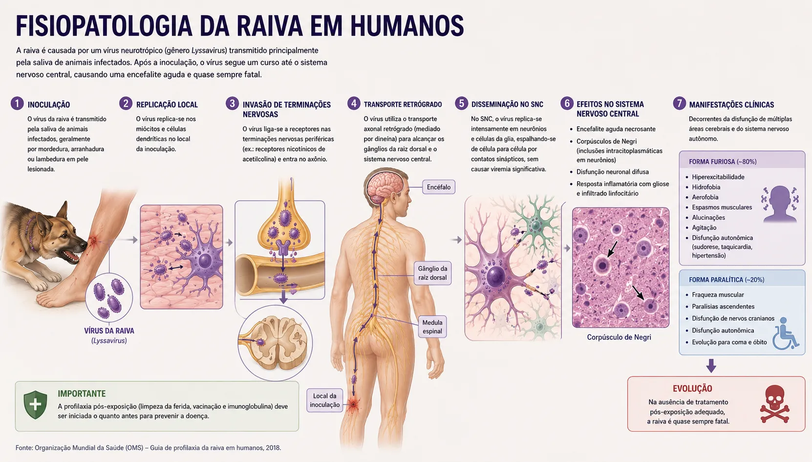 Ciclo de vida e fisiopatologia da raiva