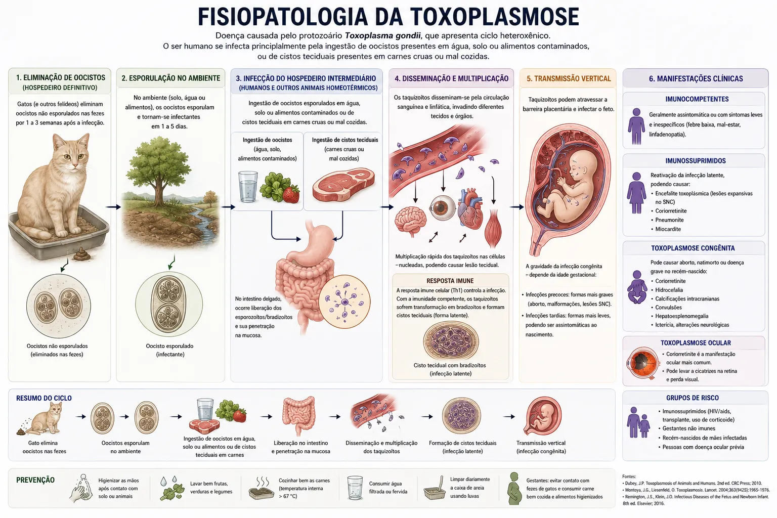 Fisiopatologia e ciclo de vida da toxoplasmose