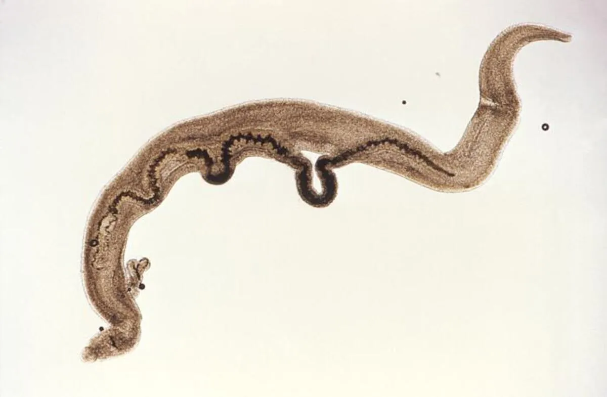 Schistosoma — imagem do parasito adulto